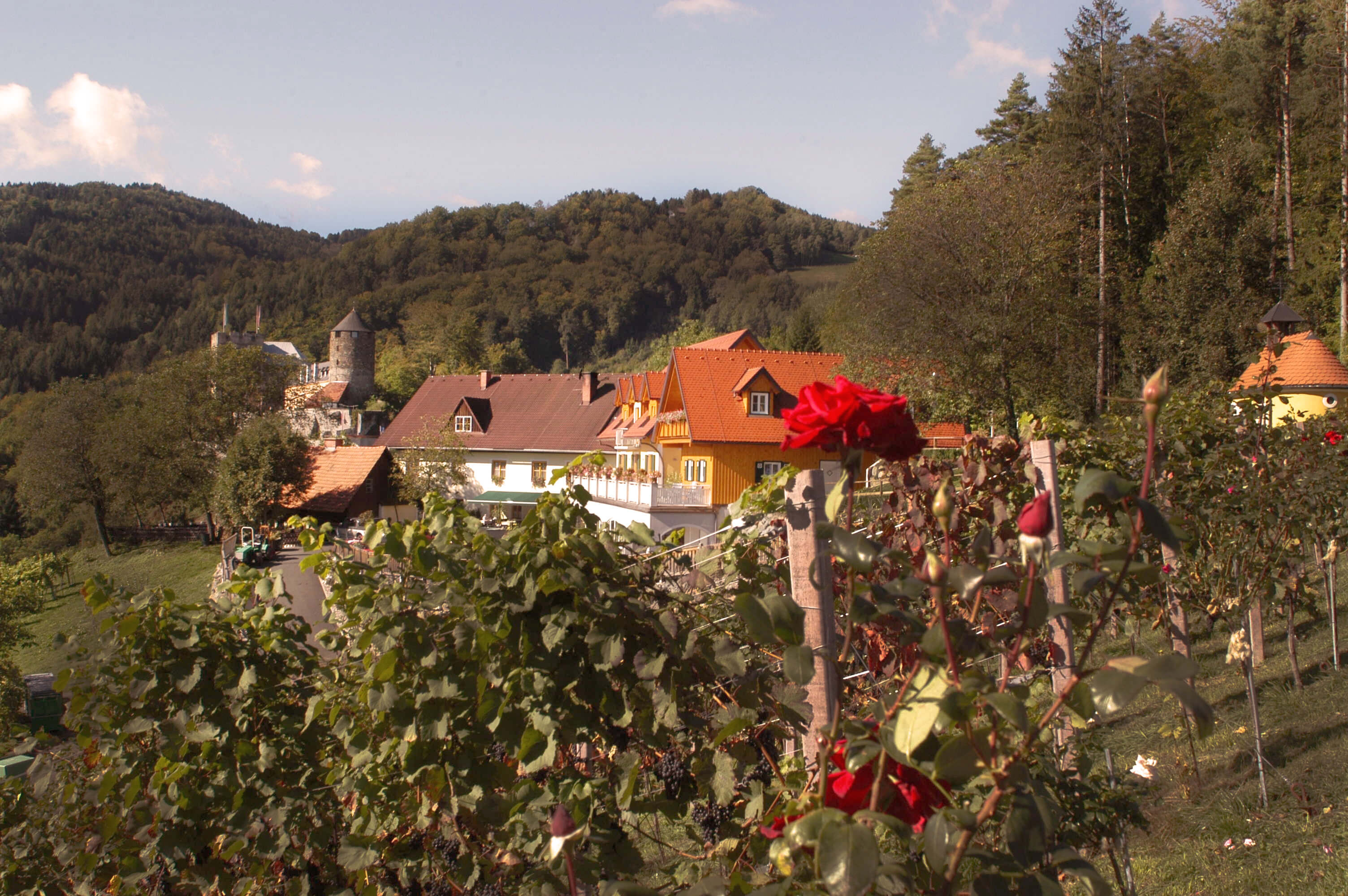 Weingut Jauk-Wieser Weinberge