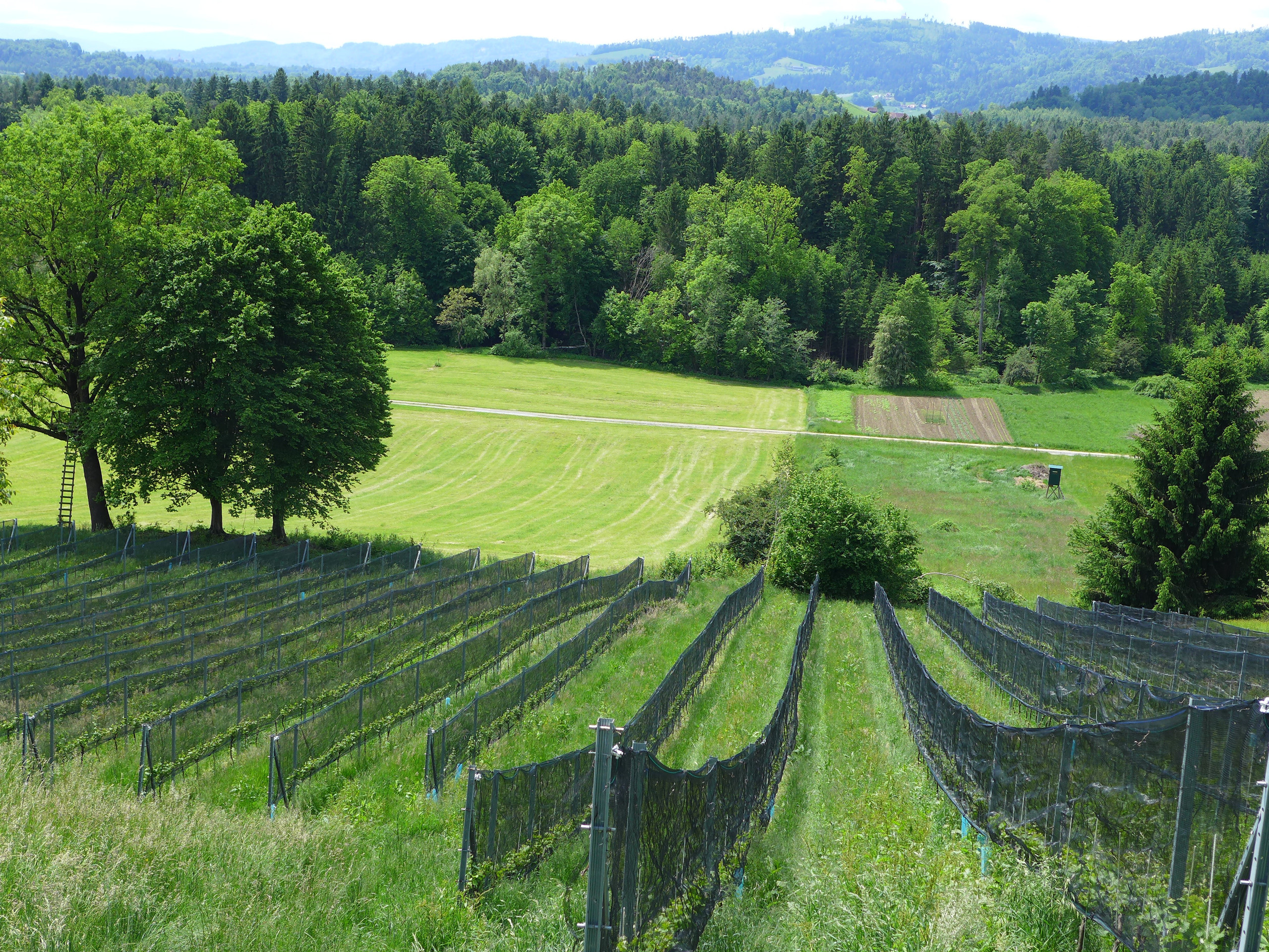 Ried Wildbachberg