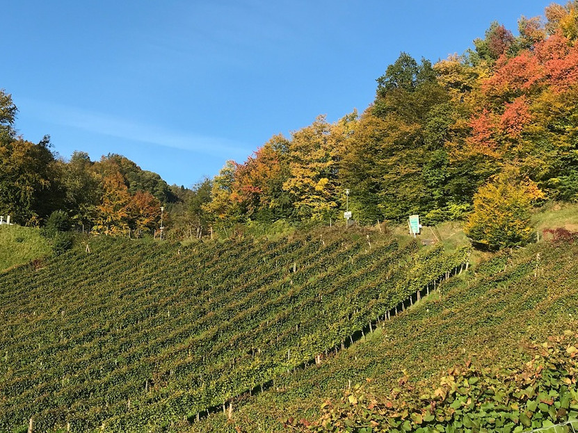 Weinlese